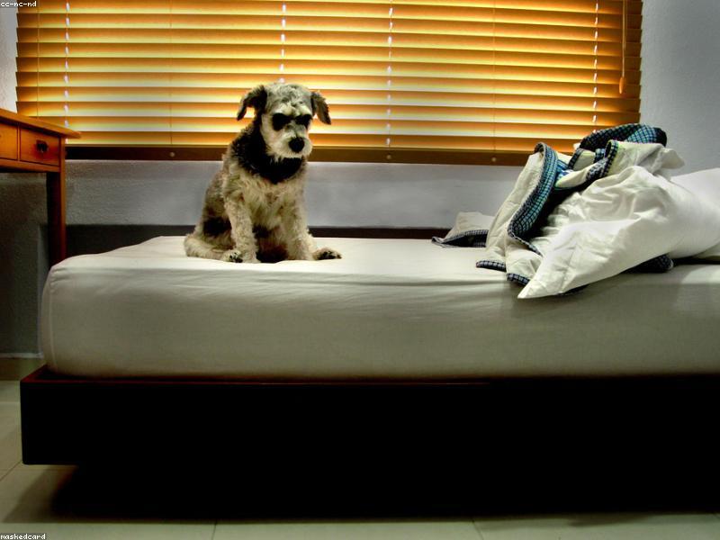 Ansiedade de Separação em Cães: Como Identificar e Ajudar Seu Melhor Amigo