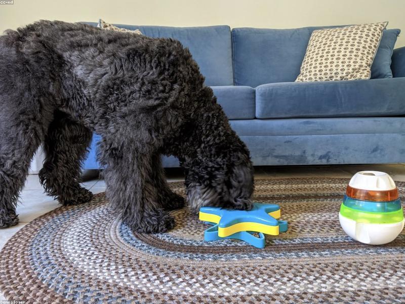 Como Escolher a Ração Ideal para Seu Cão: Guia Completo para Tutores Conscientes