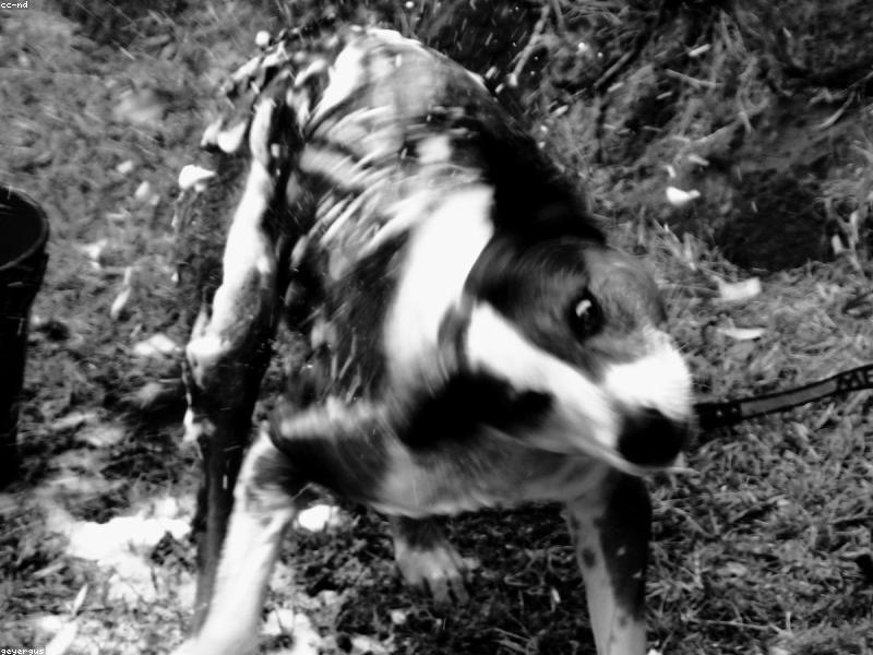 Cuidados com a Higiene e Banho do Seu Cão: Guia Completo para um Peludo Saudável