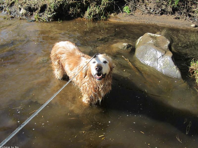 Linguagem Corporal Canina: Decifrando os Sinais do Seu Melhor Amigo