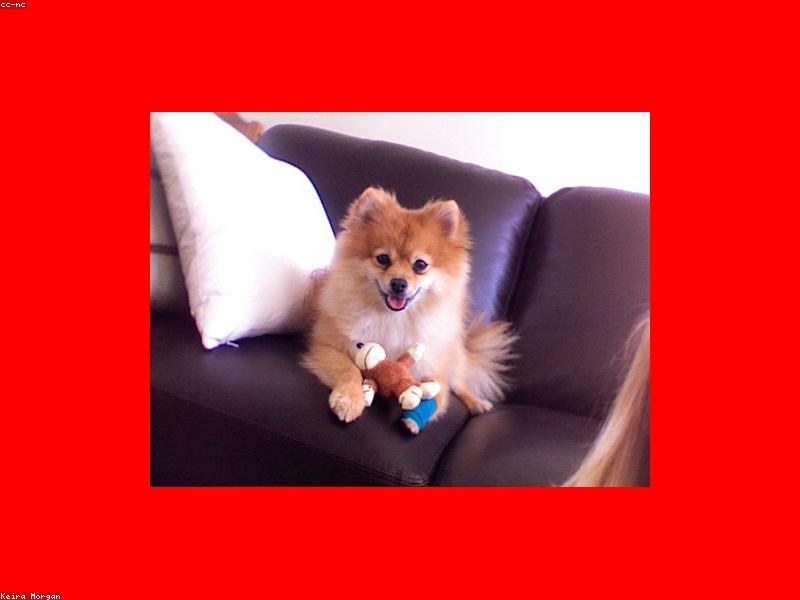 Primeiros Socorros para Cães: O Que Todo Tutor Precisa Saber